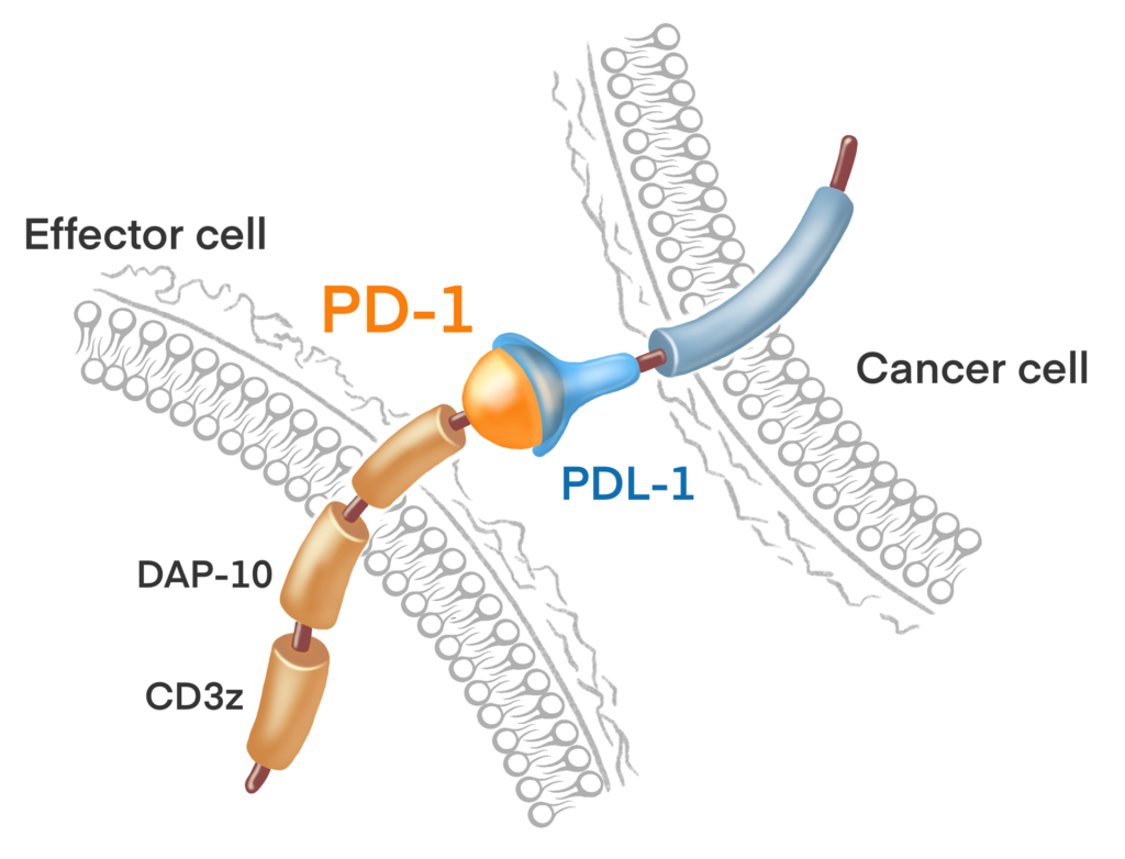 pd1-receptor-effector